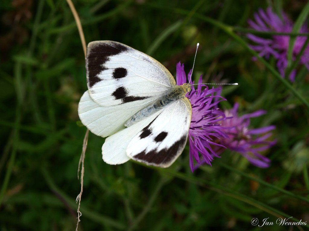 Groot koolwitje,  Pieris brassicae.jpg